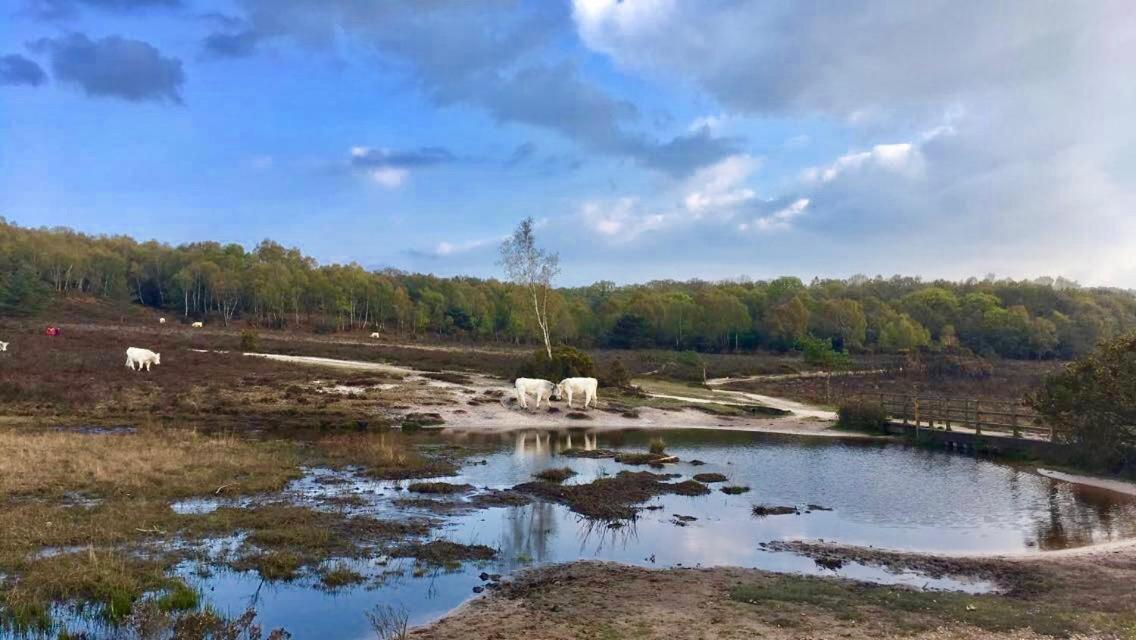 The Wayside Shepherd Hut Beaulieu Εξωτερικό φωτογραφία